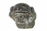 Bargain, Wide, Partially Enrolled Morocops Trilobite - Morocco #157103-1